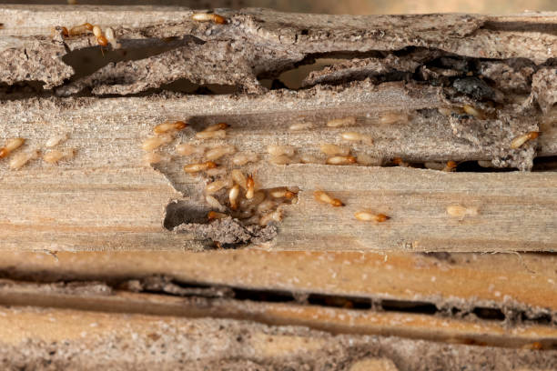 Spider Control Near Me in Hugoton, KS